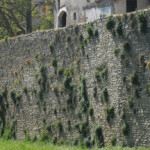 Mura medievali ricoperte da infestanti