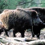 Spoleto, picnic a Monteluco con la famiglia e i cinghiali