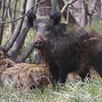 Spoleto, panico: cinghiali mettono in fuga famigliola sopra Monteluco