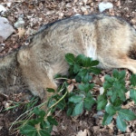 Bocconi avvelenati uccidono un lupo appenninico sul Subasio