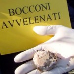 Polpette avvelenate: bonifica di volontari e Provinciale