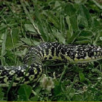 Serpente di un metro entra in un’auto: spavento per autista e passanti