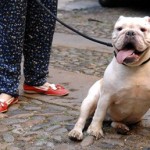 Troppi cani senza guinzaglio, la segnalazione di una lettrice