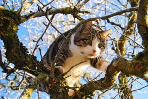 Giovane salva gattini intrappolati su albero