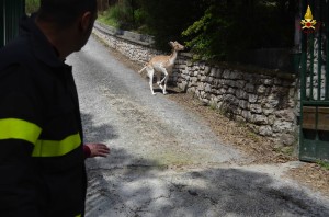 Il capriolo soccorso dai pompieri