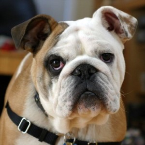 bulldog1