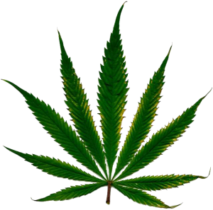 cannabis_leaf-300x297