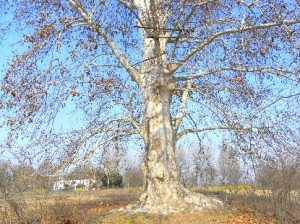 bonifica alberi secchi