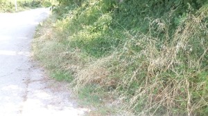 messenano-3