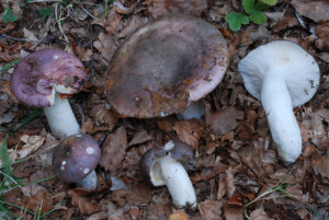 Russula cianoxantha 3872x2592-1