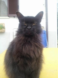 giulio_gatto