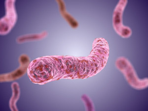 mycobacterium tuberculosis