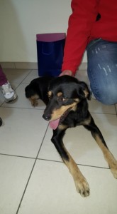 cane piazza d'armi