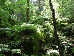 Externsteine waldlandschaft waldlichtung lichtung wald baeume