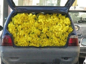 Mazzo-di-mimosa