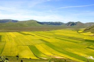 castelluccio-di-norcia-d