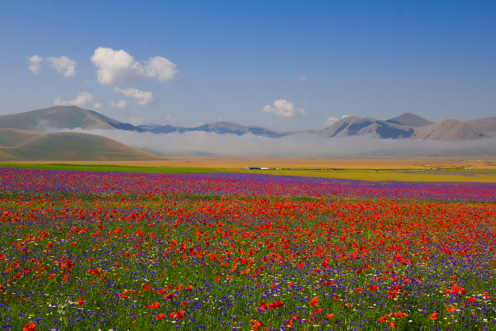 castelluccio-di-norcia