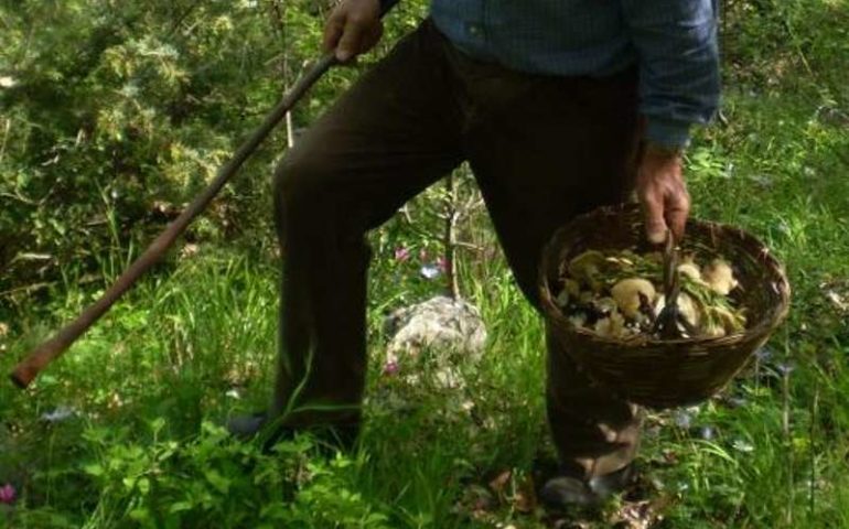 ANDARE-A-FUNGHI-2-Copia