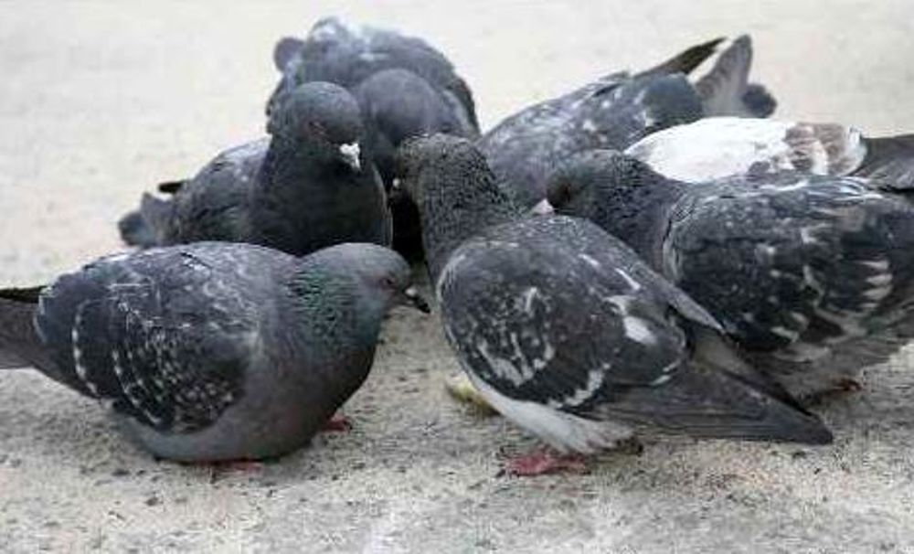 piccione