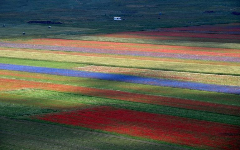 fioritura