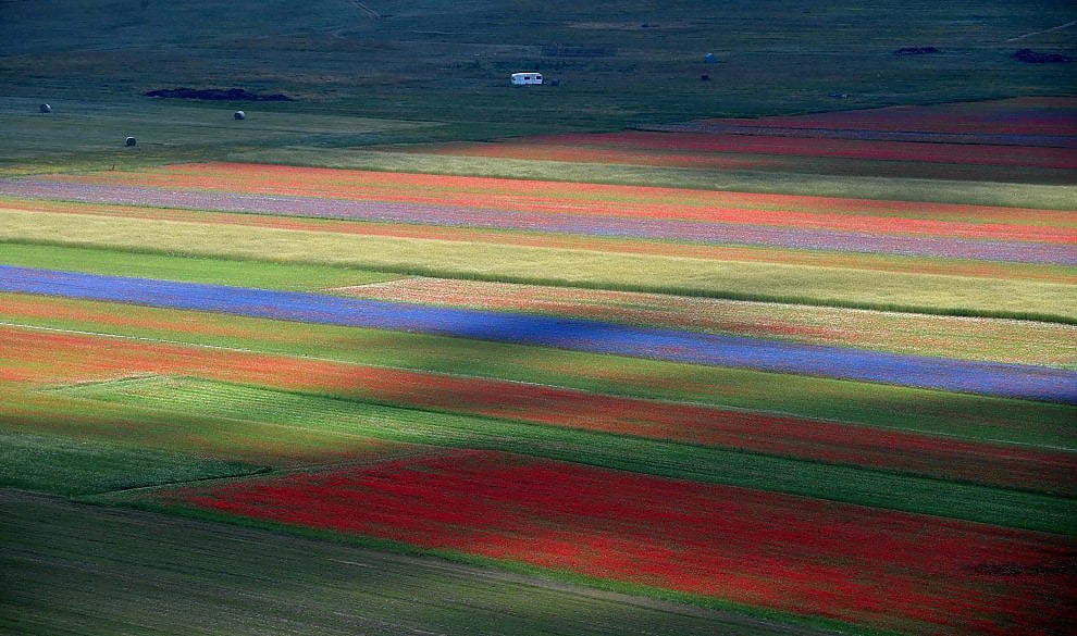 fioritura
