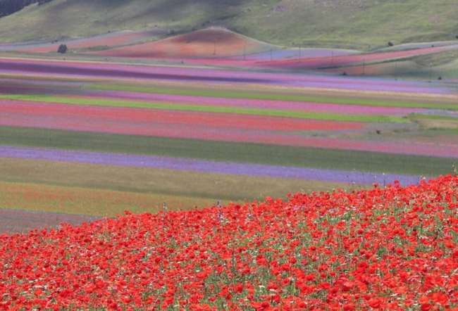fioritura