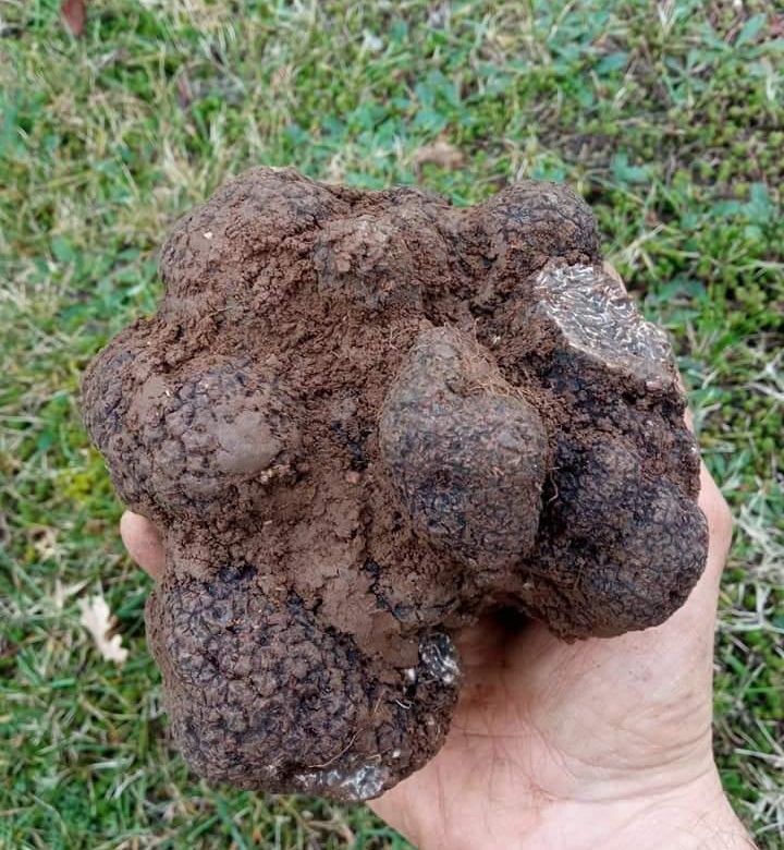 tartufo