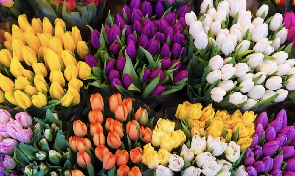 tulipani