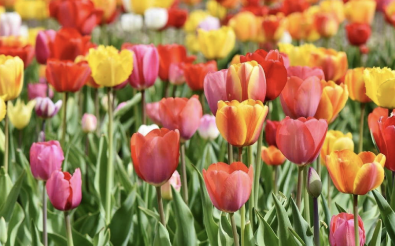 tulipani