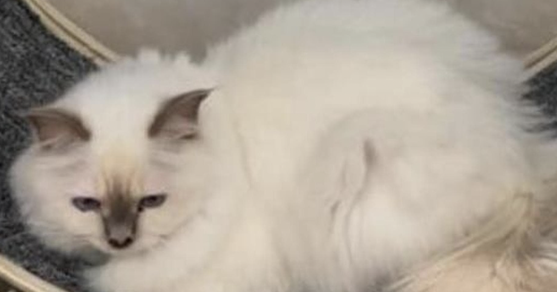 gatto