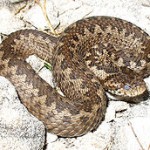 Vipera_ursinii_macrops